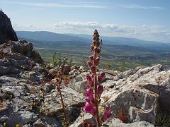 Picstloup (35)
